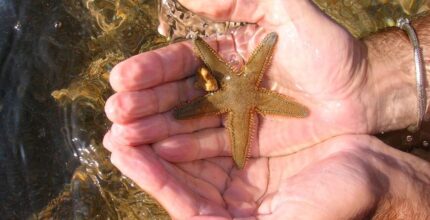 significado espiritual da estrela do mar regeneracao e cura