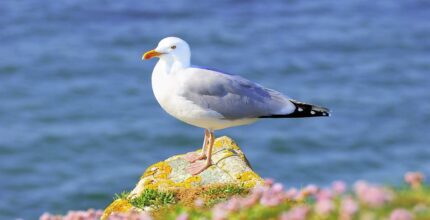 significado espiritual da gaivota liberdade e perspectiva