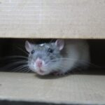 Significado Espiritual da Infestação de Ratos: Abundância ou Aviso