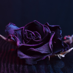 Significado Espiritual da Rosa Negra: Mistério e Transformação