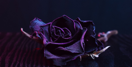 significado espiritual da rosa negra misterio e transformacao