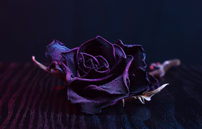 significado espiritual da rosa negra misterio e transformacao