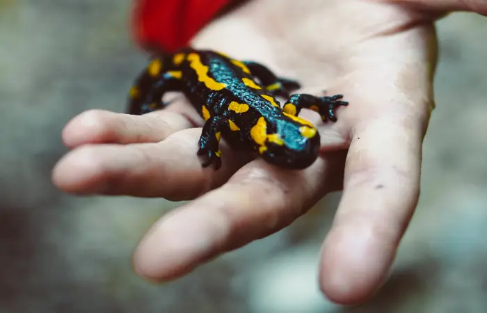 significado espiritual da salamandra transformacao e resiliencia