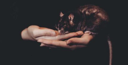 significado espiritual de rato morto fim da negatividade e renovacao