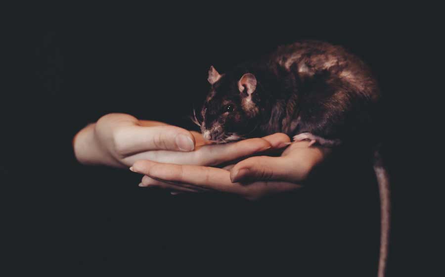 significado espiritual de rato morto fim da negatividade e renovacao