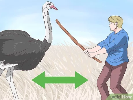 significado espiritual do avestruz velocidade e evitacao