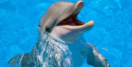 significado espiritual do golfinho brincadeira e inteligencia