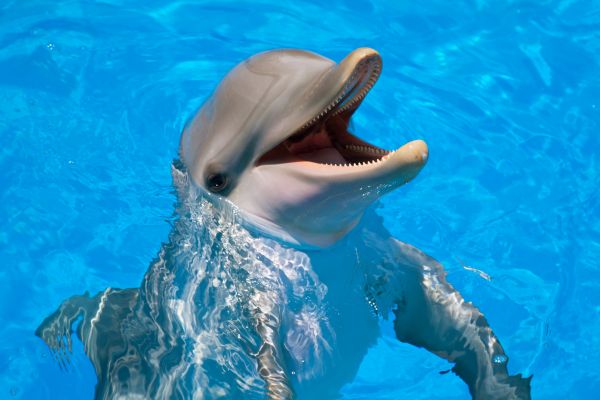 significado espiritual do golfinho brincadeira e inteligencia