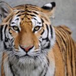 Significado Espiritual do Tigre: Poder Pessoal e Ferocidade