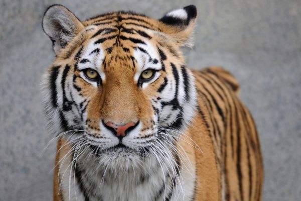 significado espiritual do tigre poder pessoal e ferocidade
